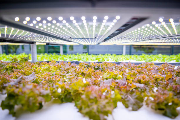 Technicians monitoring nutrient solution in a hydroponic vertical farm