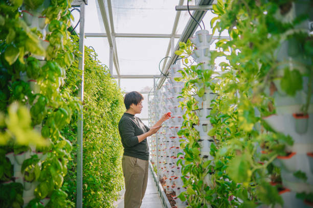 LED-lit racks of leafy greens inside a vertical farm
