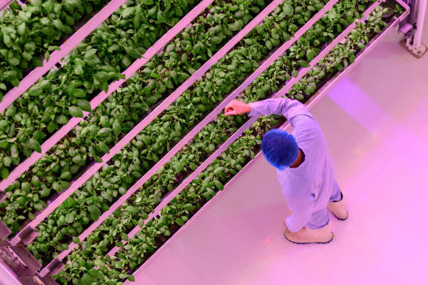 Large-scale vertical farming facility in Dubai