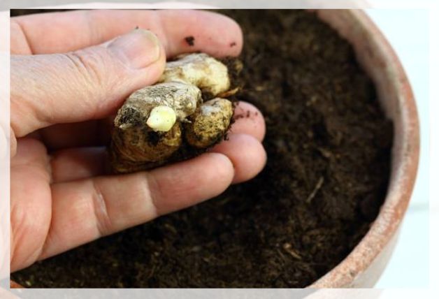 Container-grown ginger on a sunny balcony