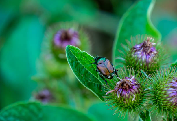 Severe Japanese Beetle damage showing skeletonized leaves