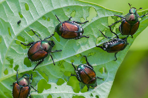 Detailed close-up of Japanese Beetle showing identifying features