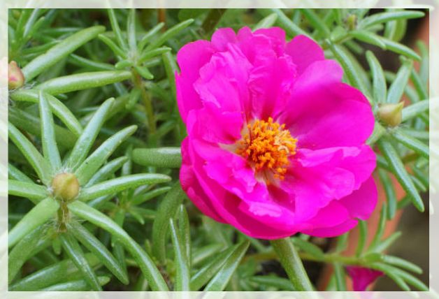 moss rose