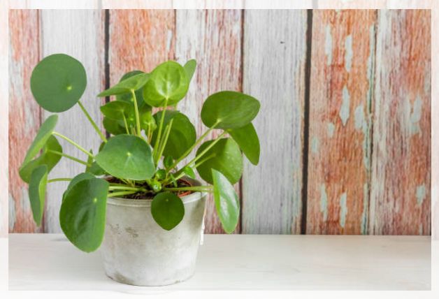 Newly propagated Peperomia Obtusifolia