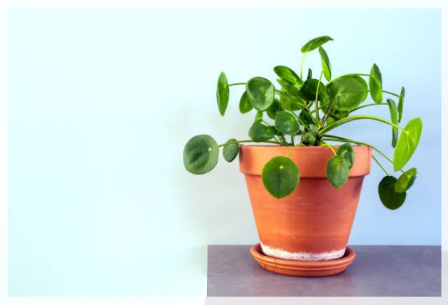 peperomia obustifolia